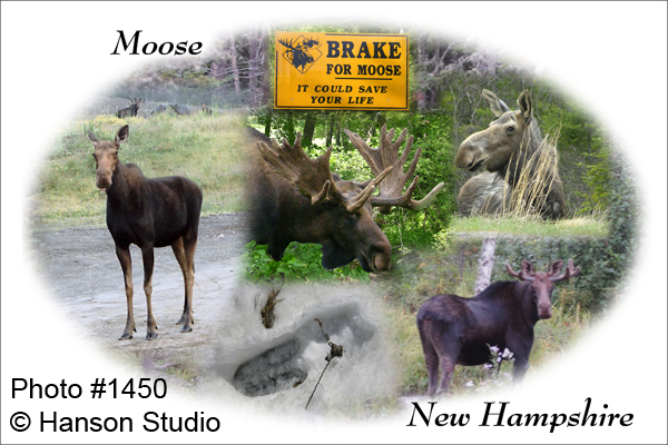 Moose in New Hampshire Collage